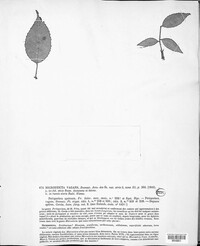 Image of Microsticta vagans
